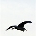Flying heron in winter by iiwi