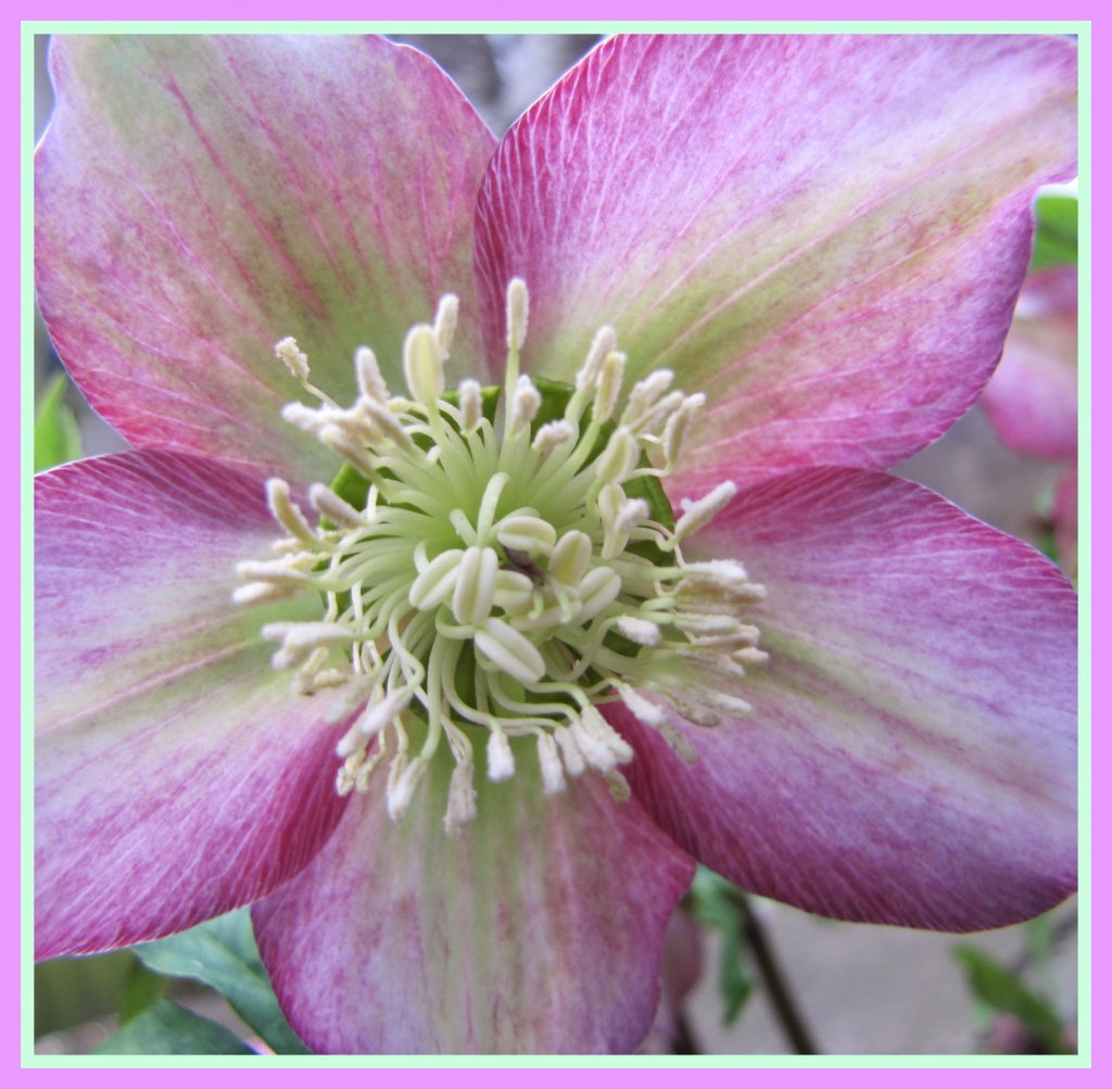 Hellebore by busylady