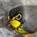 yellow bird by bruni