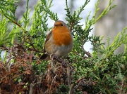12th Jan 2012 - Robin in the garden 