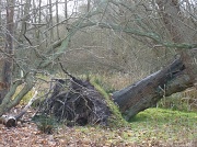 6th Feb 2015 - Fallen Tree