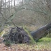 Fallen Tree by lellie