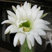 2012 01 12 Cactus flower by kwiksilver