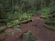 12th Jan 2012 - Woodland Path