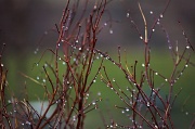 11th Jan 2012 - Raindrop jewels