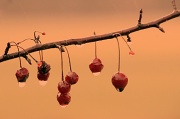 12th Jan 2012 - Water droplets on crab apples