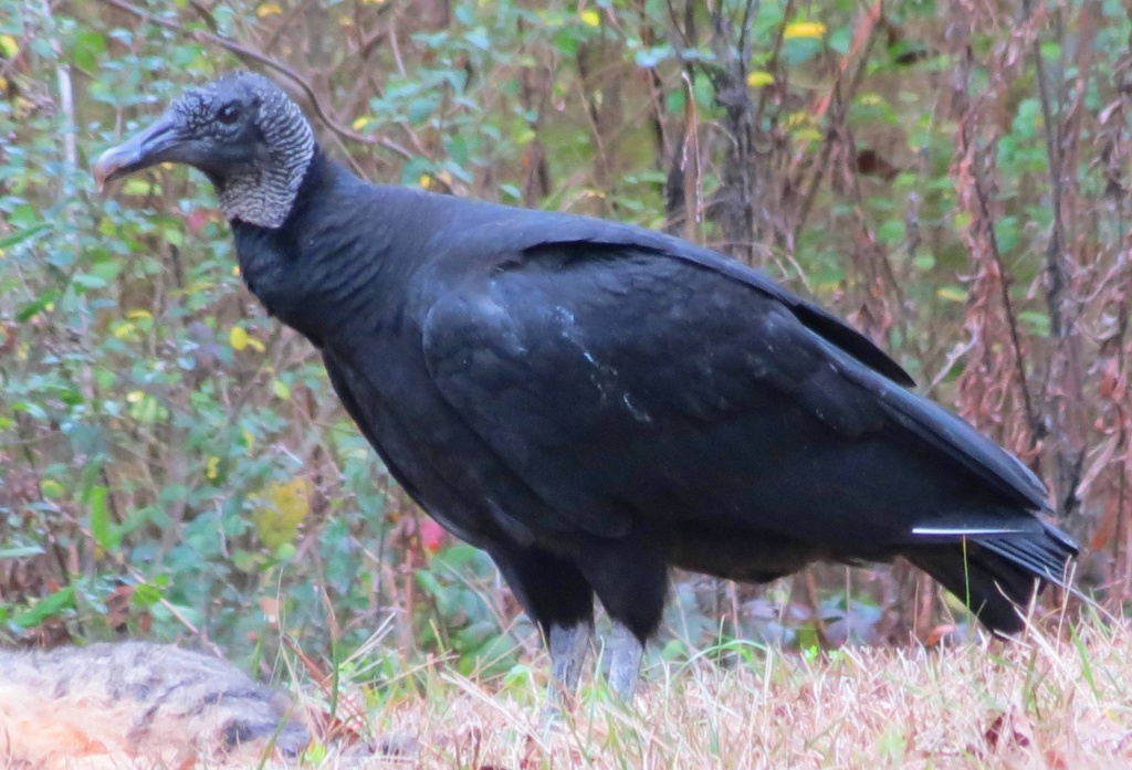 Black Vulture by grammyn