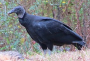 12th Jan 2012 - Black Vulture
