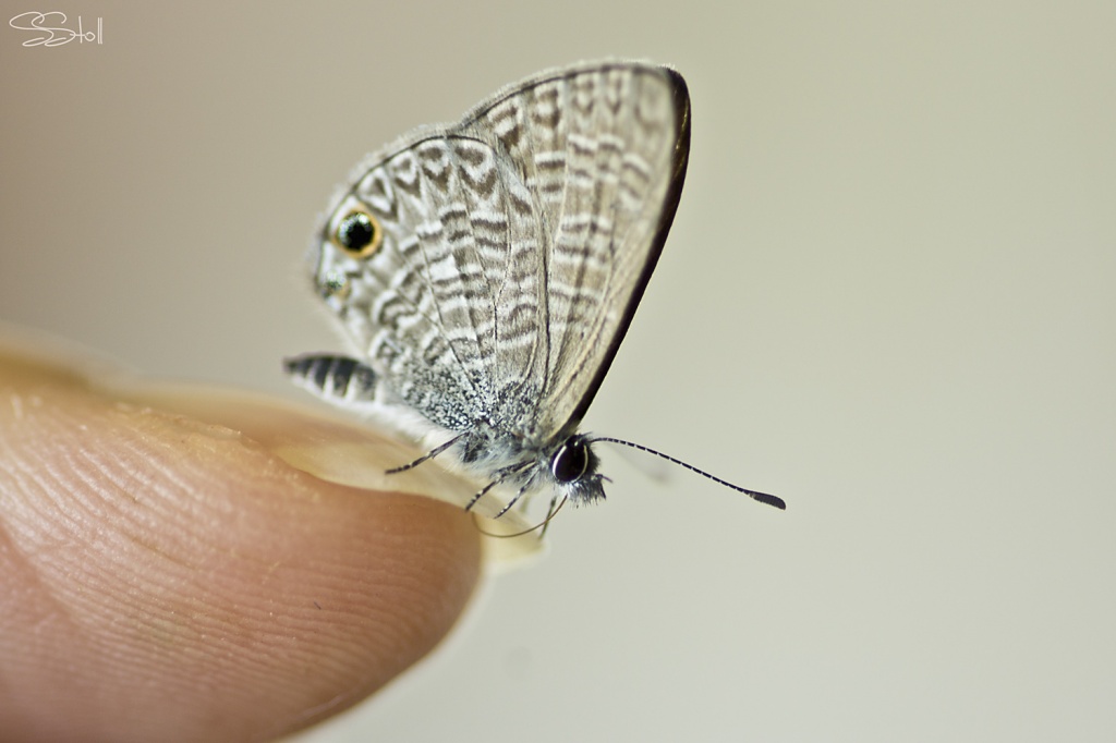 Tiny butterfly by bella_ss