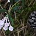 365-Bog-rosemary IMG_3574 by annelis