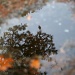 Puddle Reflections by lauriehiggins