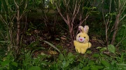13th Jan 2012 - TALE OF THE LITTLE YELLOW RABBIT