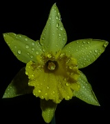 13th Jan 2012 - Daffodil  