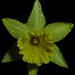 Daffodil   by tonygig