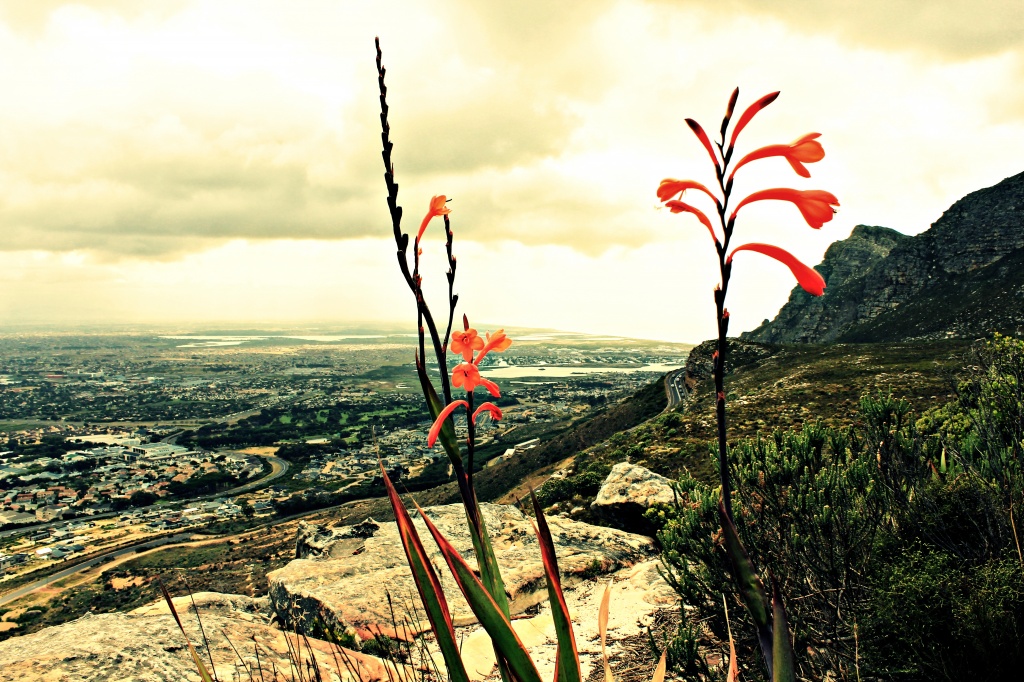 Fynbos view by eleanor