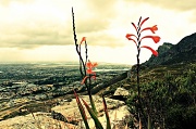 13th Jan 2012 - Fynbos view