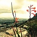 Fynbos view by eleanor