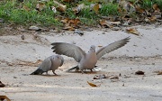 13th Jan 2012 - My wings are bigger than yours!
