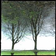 13th Jan 2012 - Twin trees