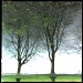 Twin trees by mastermek