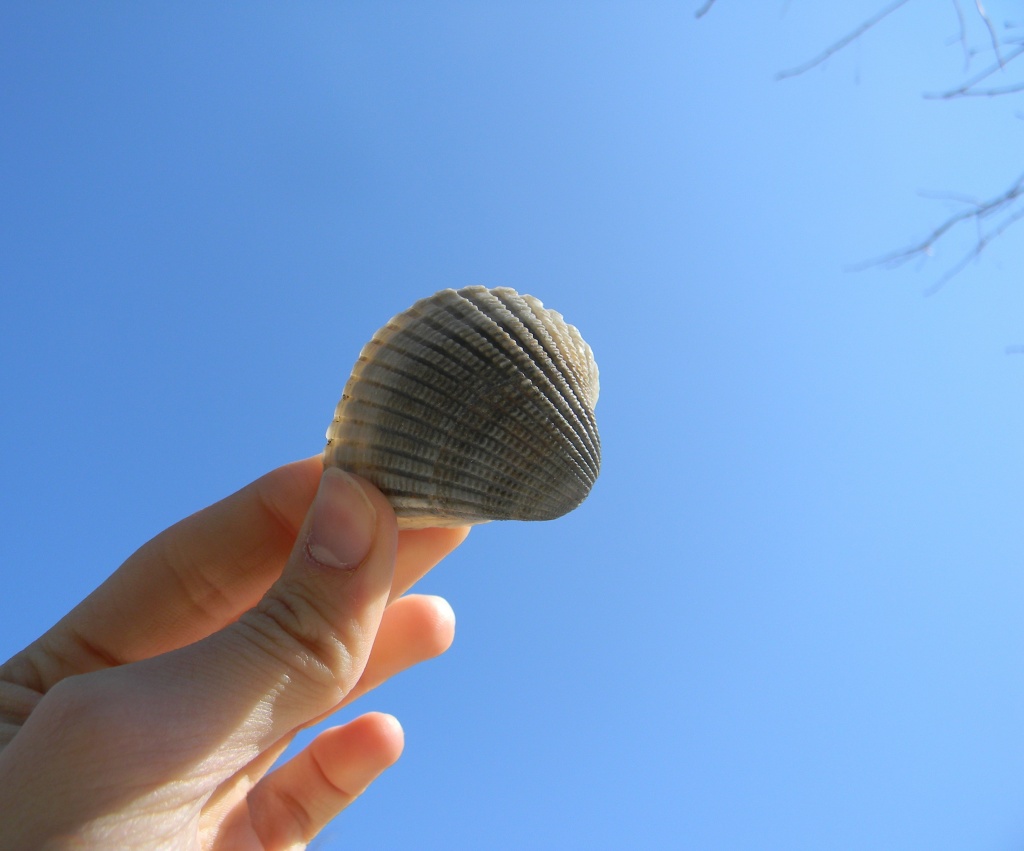 Holding Seashell to the Sky 1.13.12  by sfeldphotos