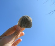 13th Jan 2012 - Holding Seashell to the Sky 1.13.12 