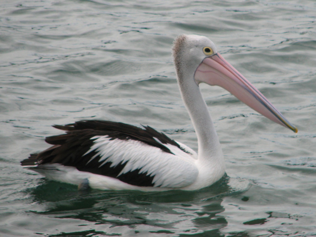 Pelican by kjarn