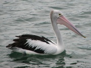 25th Jan 2010 - Pelican