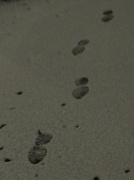 13th Jan 2012 - Snowprints
