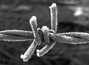 14th Jan 2012 - a sharp frost