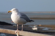 14th Jan 2012 - Admiral Seagull