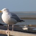 Admiral Seagull by calx