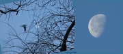 14th Jan 2012 - morning moon