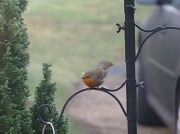 14th Jan 2012 - Our friendly robin