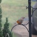 Our friendly robin by rosiekind