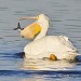 White Pelican Eating by twofunlabs