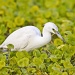 Little Blue Heron by twofunlabs