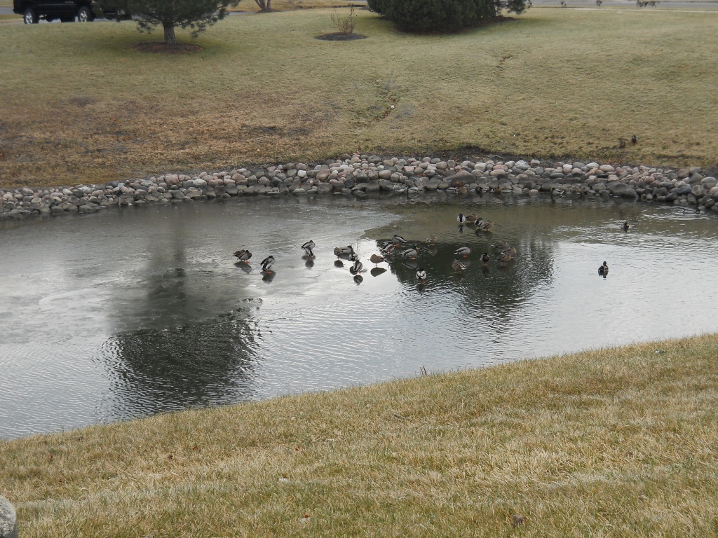 Ducks and geese on a chilly morning by kchuk