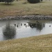 Ducks and geese on a chilly morning by kchuk