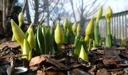 14th Jan 2012 - Confused Daffodils