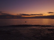 15th Jan 2012 - Pelican floating before dawn