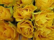 15th Jan 2012 - Yellow Roses
