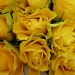 Yellow Roses by tonygig