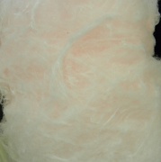 15th Jan 2012 - Cotton Candy at Golden Corral 1.15.12