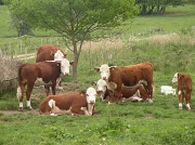 23rd May 2010 - Family of cows
