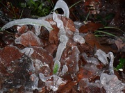 15th Jan 2012 - Frost Sculptures