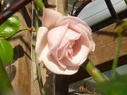 14th Jan 2012 - Winter Rose