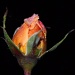 Frosty Rose by mattjcuk