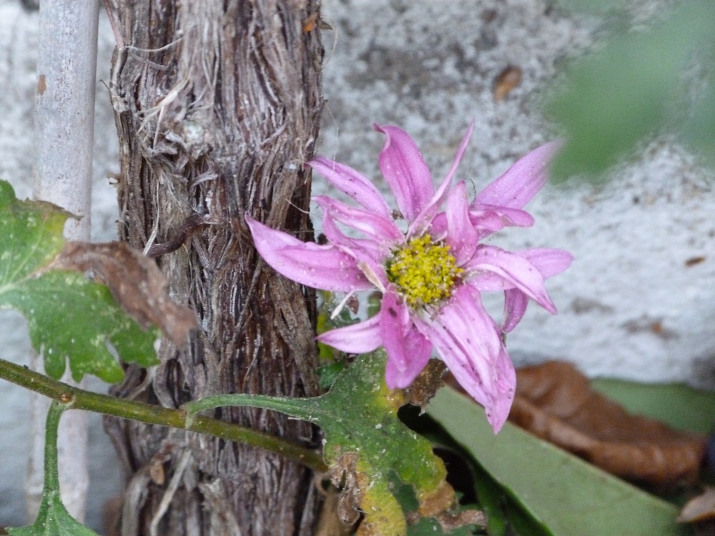 Chrysanthemum surviving the frost by rosiekind
