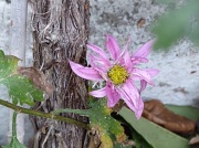 15th Jan 2012 - Chrysanthemum surviving the frost